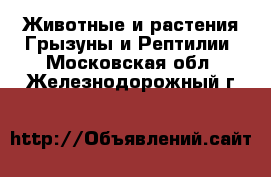 Животные и растения Грызуны и Рептилии. Московская обл.,Железнодорожный г.